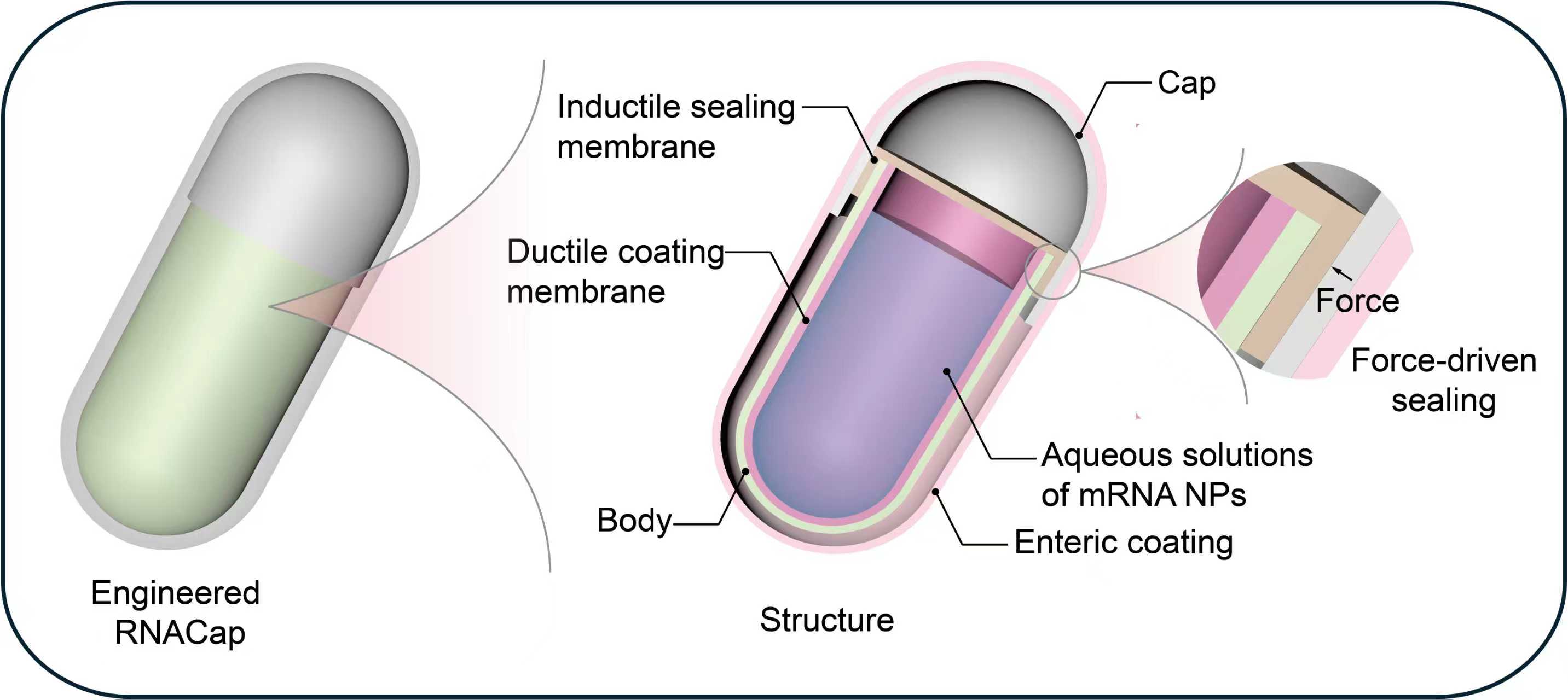 Oral delivery device